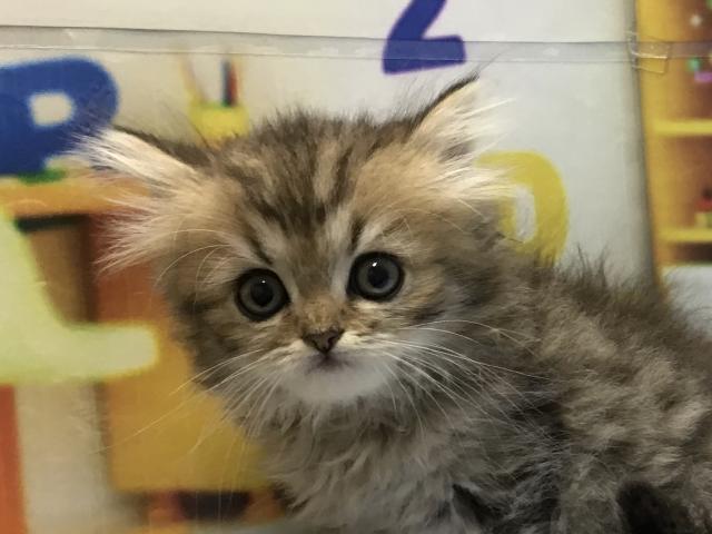 ペルシャ・ヒマラヤン