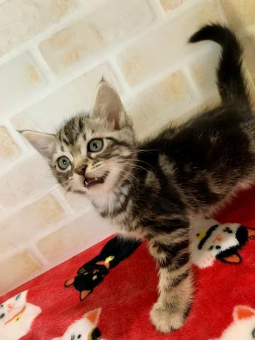 ジェネッタ長足ちゃん(＾ω＾)