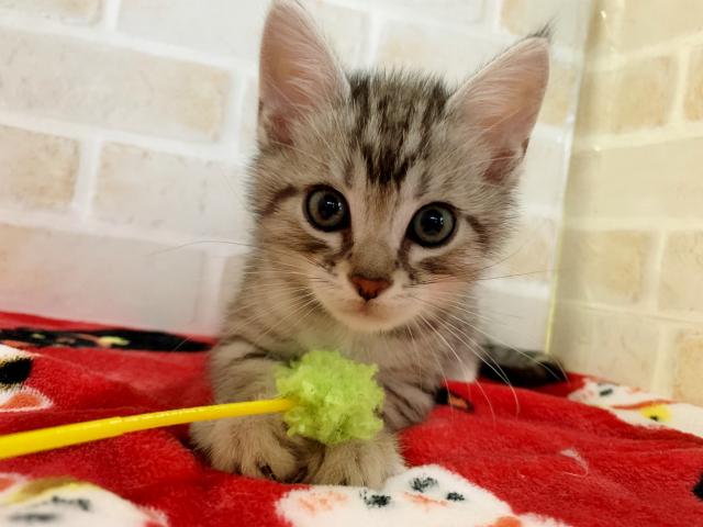 ジェネッタ長足くん(＾ω＾)