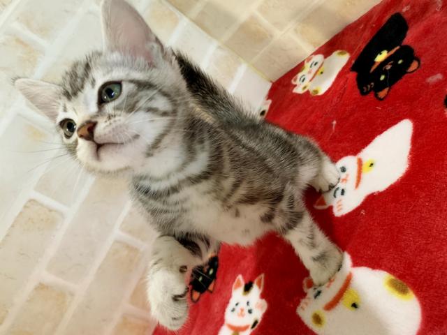 ジェネッタ長足くん(＾ω＾)