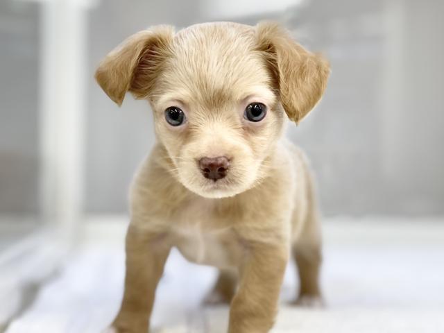 かねだい桶川店 埼玉県 子犬や子猫たちのペット販売情報が満載 ペットステーション