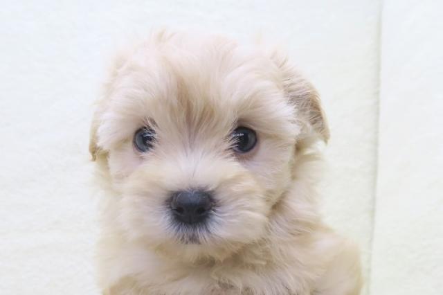 かねだい海老名店 神奈川県 子犬や子猫たちのペット販売情報が満載 ペットステーション かねだい海老名店 神奈川県 子犬や子猫たちのペット販売情報が満載 ペットステーション