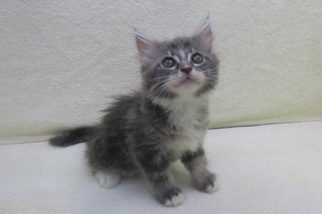 かねだい海老名店 神奈川県 子犬や子猫たちのペット販売情報が満載 ペットステーション かねだい海老名店 神奈川県 子犬や子猫たちのペット販売情報が満載 ペットステーション