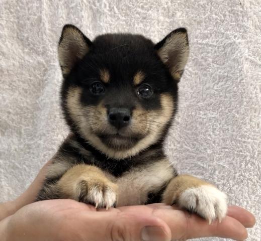 かねだい市原 千葉県 子犬や子猫たちのペット販売情報が満載 ペットステーション