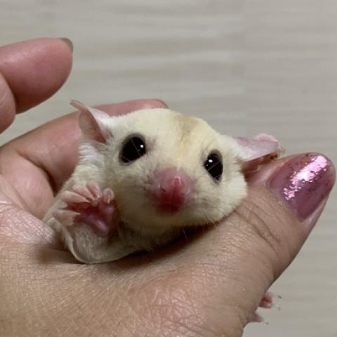 フクロモモンガ クリミノモザイク　ヘテロリューシ