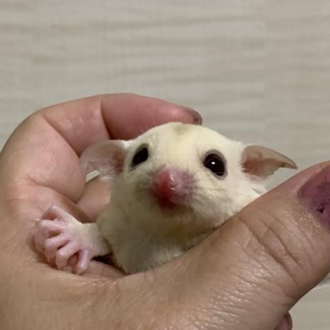 フクロモモンガ クリミノ　ヘテロリューシ
