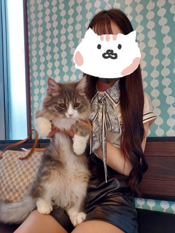 ノルウェージャンフォレストキャット