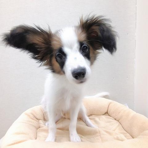 パピヨン