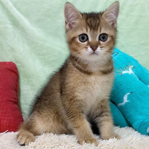 ブリティッシュショートヘア