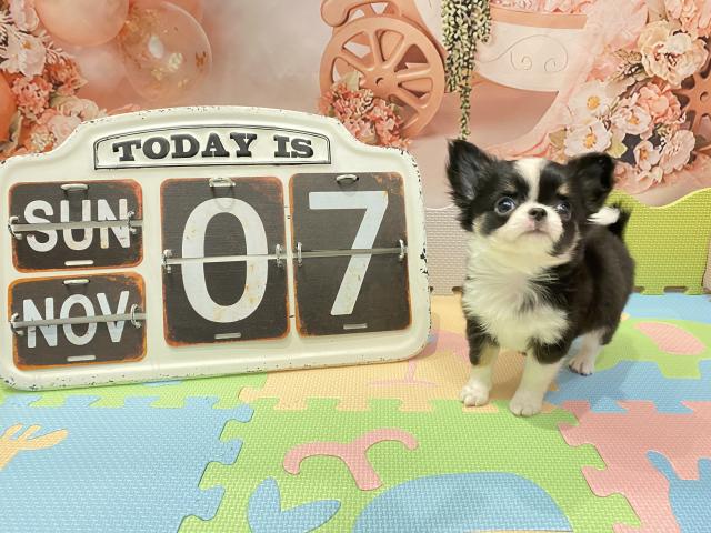 チワワ(ロングコート)