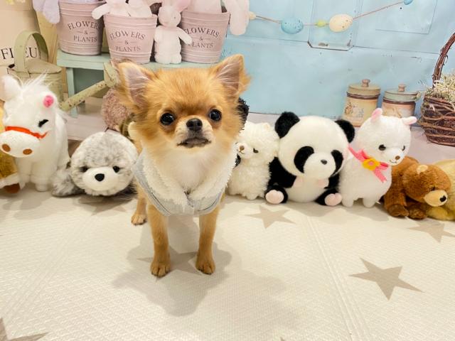 チワワ(ロングコート)