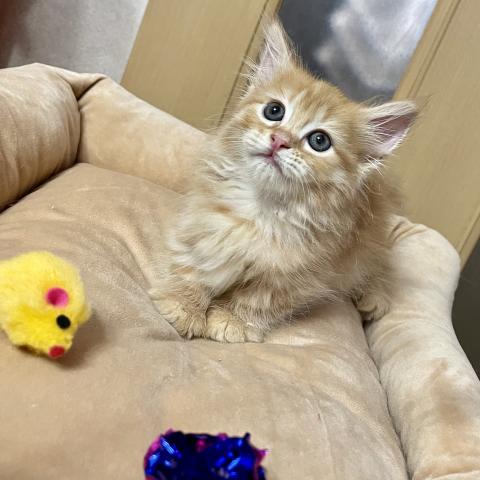 キンカロー