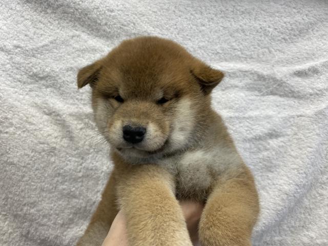 柴犬