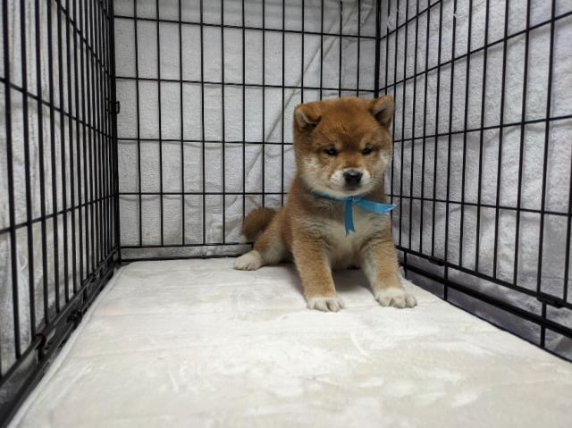 柴犬
