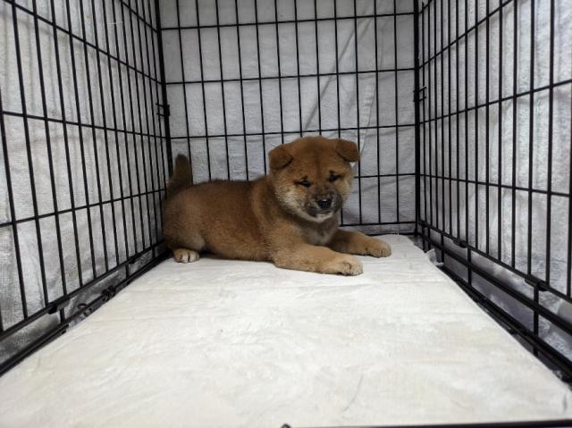 柴犬