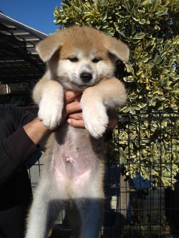 秋田犬