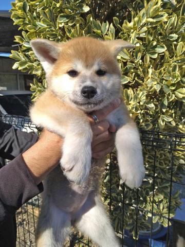 秋田犬