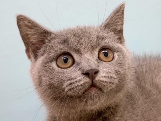 ブリティッシュショートヘア