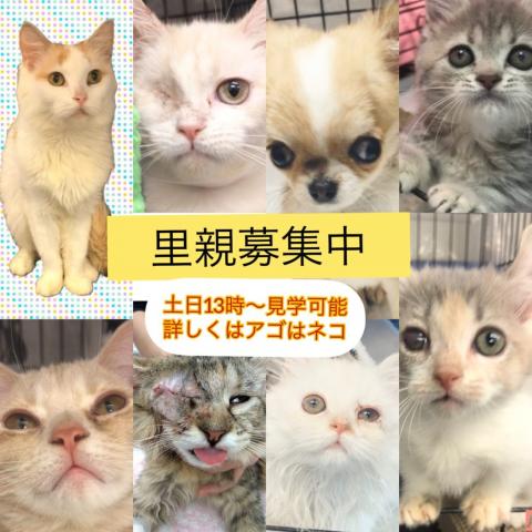 アゴはネコ ネコ専門店代々木駅1分通常販売子猫 里親譲渡ネコ保護猫 東京都 子犬や子猫たちのペット販売情報が満載 ペットステーション アゴはネコ ネコ専門店代々木駅1分通常販売子猫 里親譲渡ネコ保護猫 東京都 子犬や子猫たちのペット販売情報が満載 ペットステーション