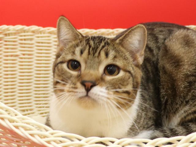 スコティッシュフォールド