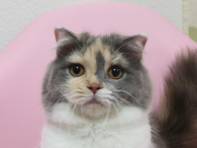 スコティッシュフォールド