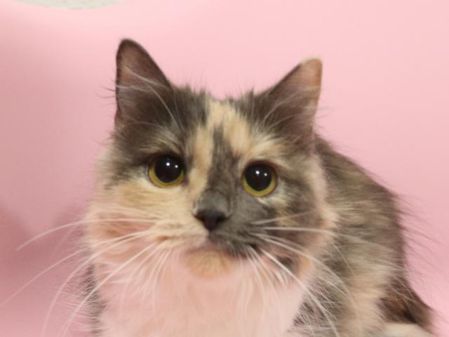 スコティッシュフォールド