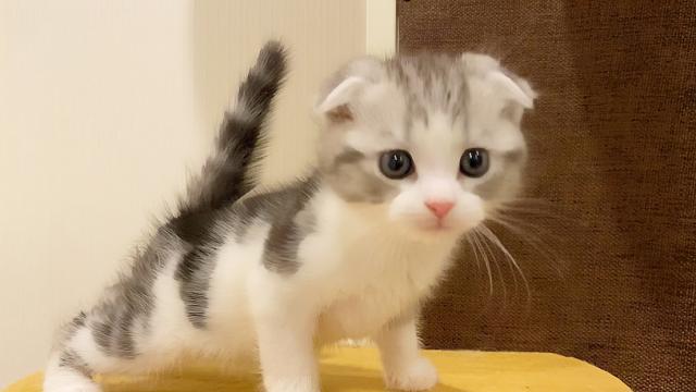 スコティッシュフォールド☆ゴロゴロと懐こい男の子1✧*｡(ˊᗜˋ*)✧*｡
