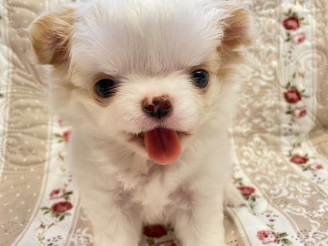 チワワ（ロングコート）