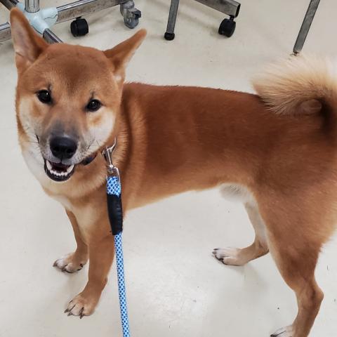 柴犬