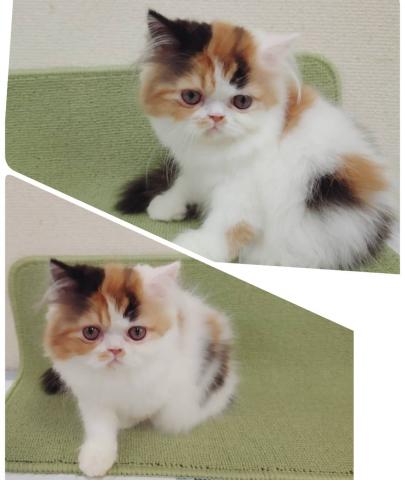 エキゾチックショートヘアーロング