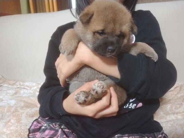 柴犬