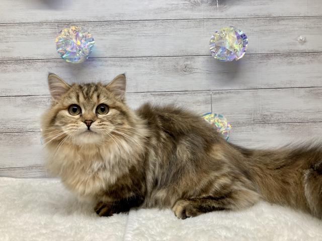 ミヌエット(旧ナポレオン)