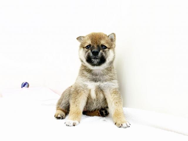 柴犬