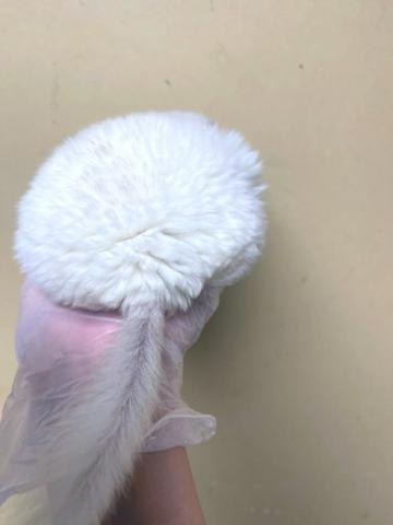 チンチラホワイト