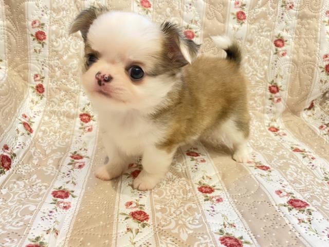 チワワ（ロングコート）