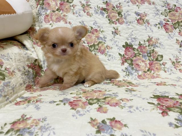 チワワ（ロングコート）