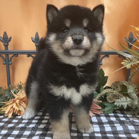 柴犬