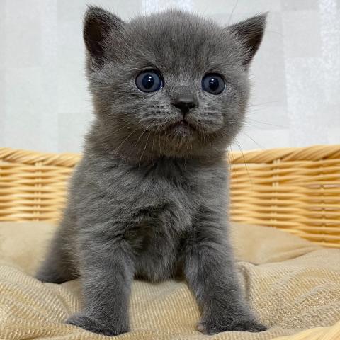 ブリティッシュショートヘア