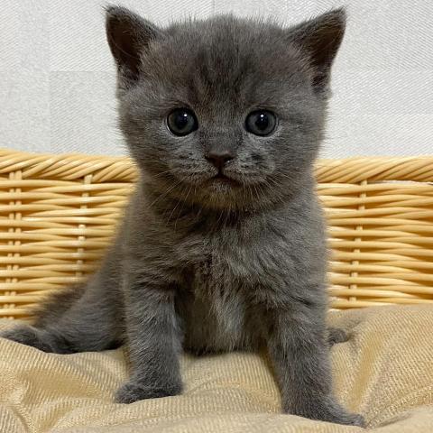 ブリティッシュショートヘア