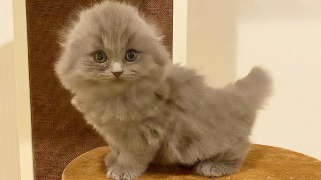 スコティッシュフォールド☆ふわふわ垂れ耳ブルーロング男の子☆