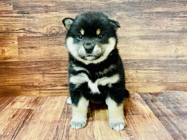 柴犬