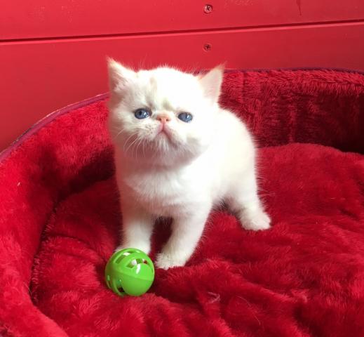 エキゾチックショートヘアー