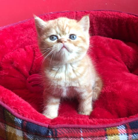 エキゾチックショートヘアー