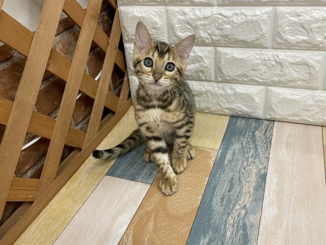 コーナン ペットプラザ 鶴見元宮店 神奈川県 子犬や子猫たちのペット販売情報が満載 ペットステーション