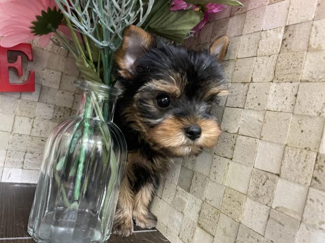 ヨークシャーテリア