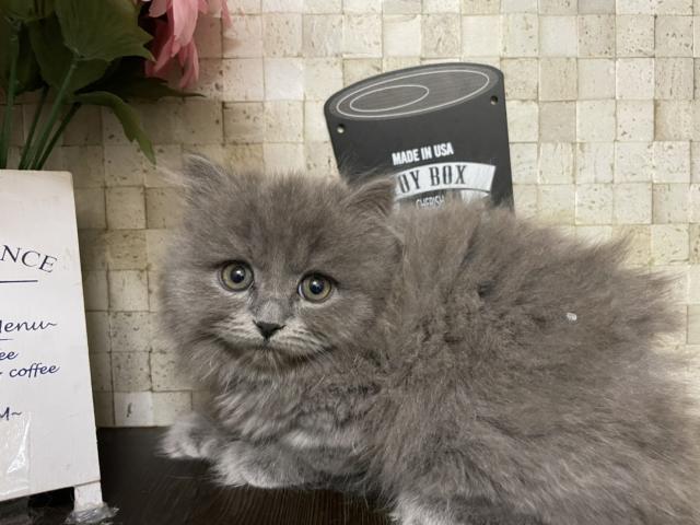 ブリティッシュロングヘア