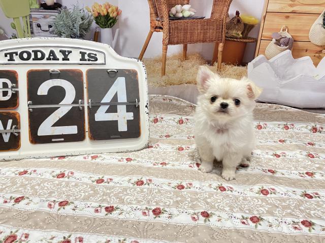 チワワ(ロングコート)