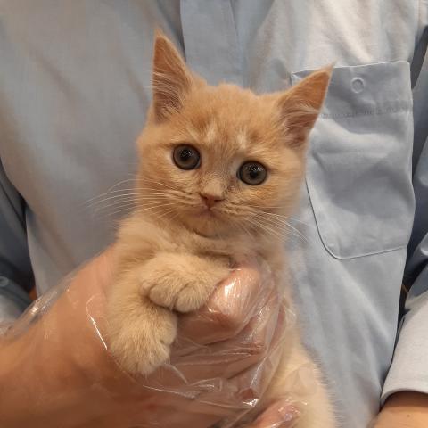 ブリティッシュショートヘア