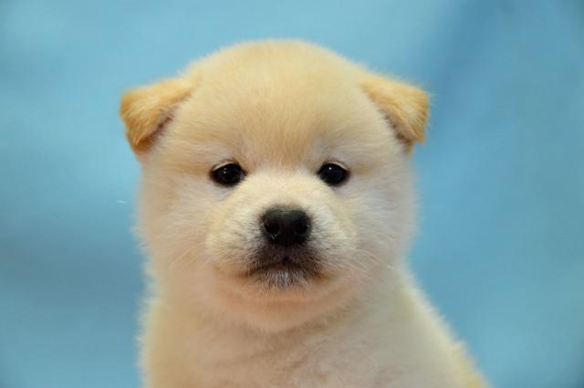柴犬