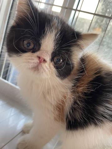 エキゾチックショートヘアー